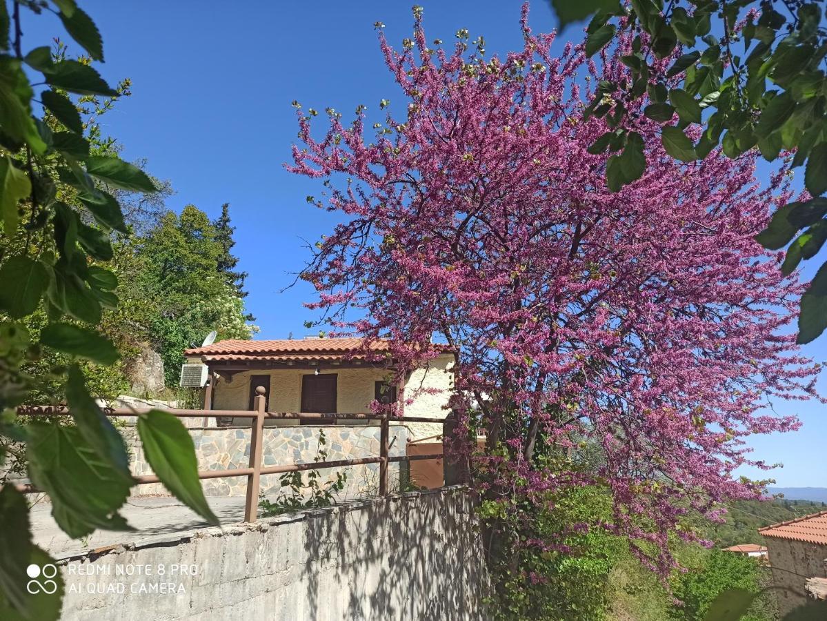Forestrock Studio For Sale Too 斯巴达 外观 照片