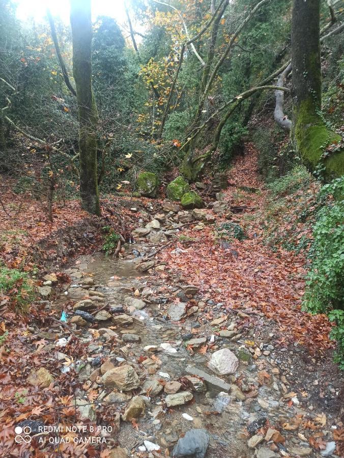 Forestrock Studio For Sale Too 斯巴达 外观 照片